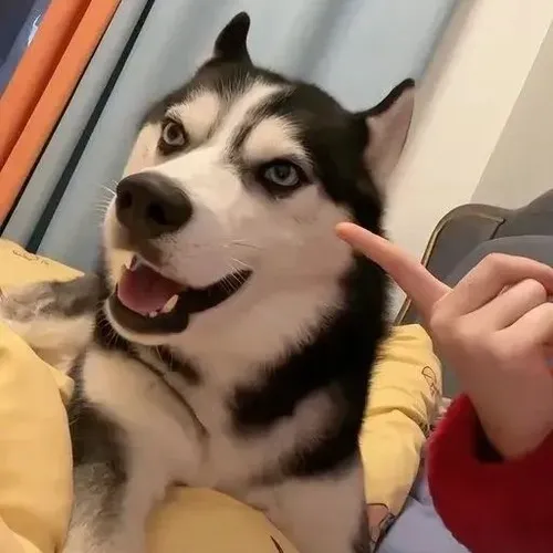 Tình huống oái oăm hợp hoàn hảo với khoảnh khắc husky hạch hỏi bạn