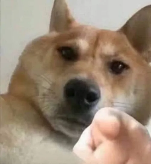 Pha đối mặt bất ngờ khi chú Shiba truy cứu bằng ngón trỏ đầy quyền lực