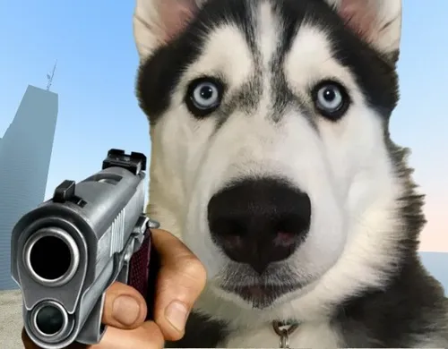 Ảnh meme chó Husky chỉa súng mặt đầy hung dữ