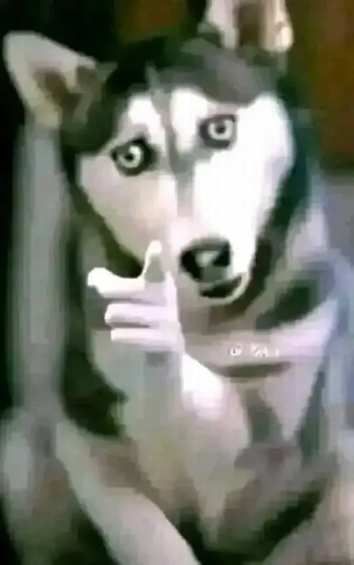 Pha trách móc nhẹ khiến meme husky chỉ tay trở nên cực kỳ châm biếm