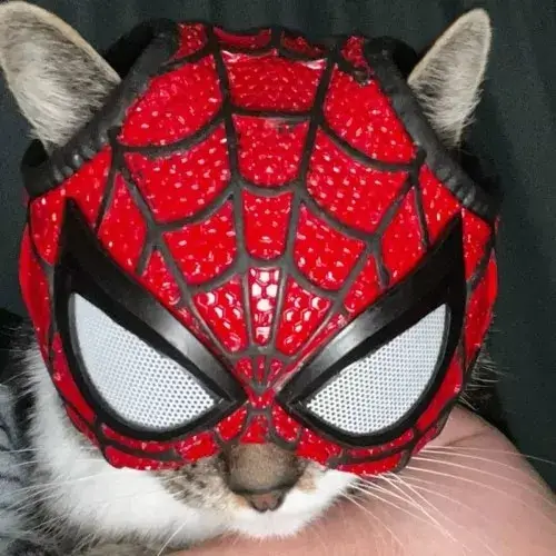 Khoảnh khắc chiến binh nhện uốn người giữa phố gợi bám dính bề mặt linh hoạt