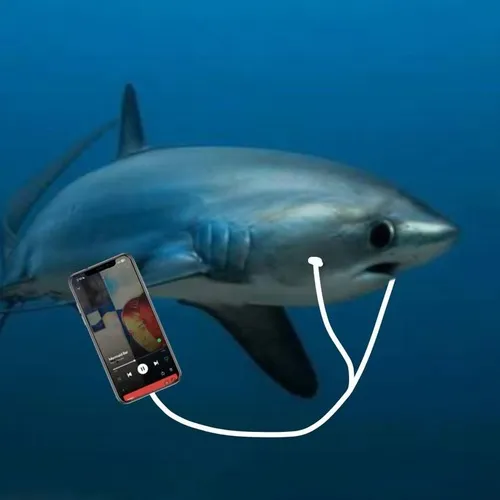 Meme cá mập dựa Megalodon tạo cảm giác sát ý.