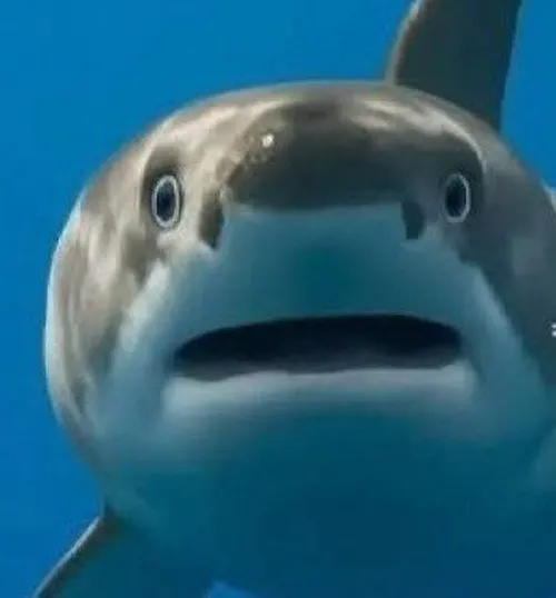 Meme cá mập lộ răng cưa cong sắc trong bóng nắng.