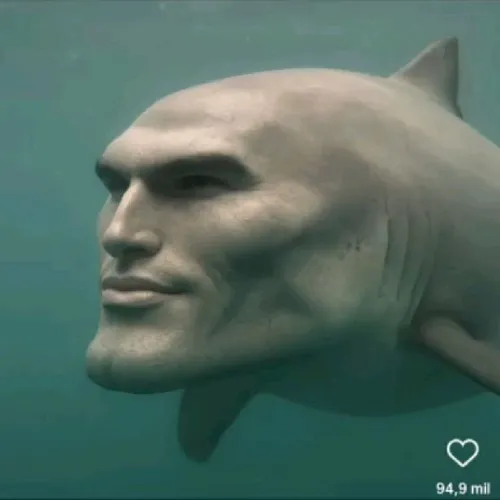 Meme cá mập phác ánh mắt sắc trườn qua bóng đổ.