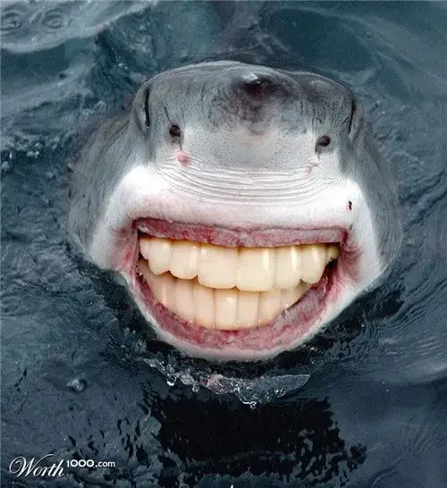 Meme cá mập cười nhe răng