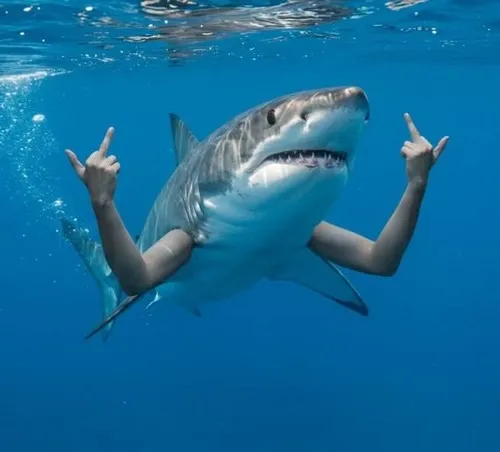 Meme cá mập liên hệ cá mập hổ với mắt liếc vui.