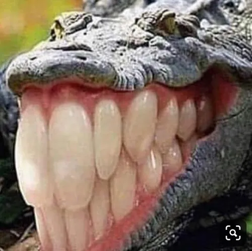 Ảnh hài cá sấu hé độ lỳ đòn theo bản tính săn mồi