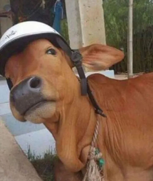 Ảnh meme vui con vật bốn chân thò mõm qua hàng rào gỗ.