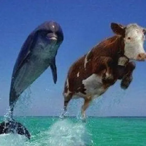 Meme chế bò trắng thảo nguyên đứng ngơ trước thùng nước lăn.