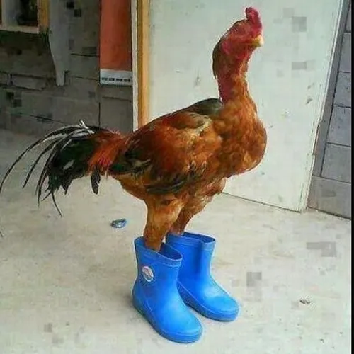 Meme hài chú trống hé nét lon ton cạnh mỏ sắc nổi bật