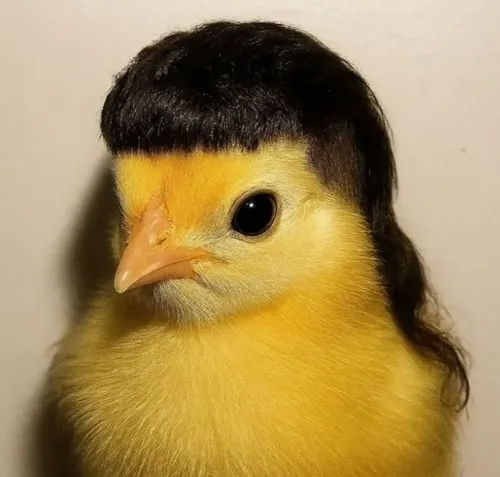 Khoảnh khắc con gà lanh lợi nối dáng đứng buồn cười lúc ngơ