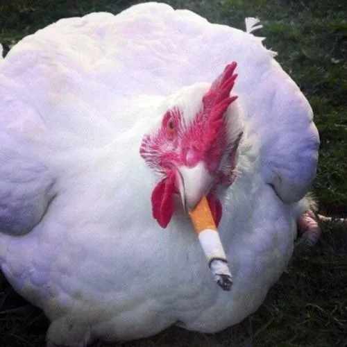 Hình meme hài gà mái dẫn cảnh xoạc cánh tinh nghịch trong chuồng