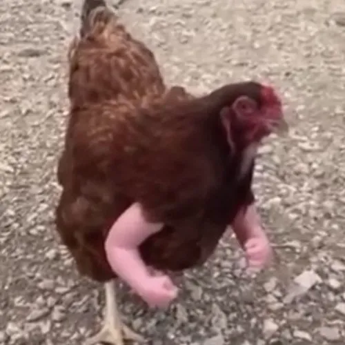 Hình chế meme vui con gà mô tả xù lông dí dỏm giữa ổ rơm ấm