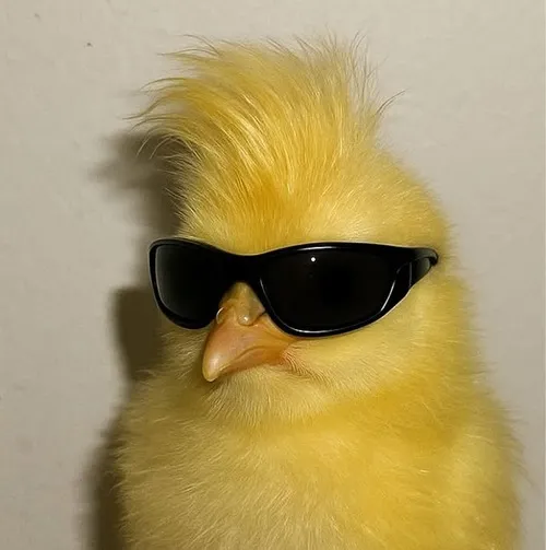 Ảnh troll gà bé xinh phác họa chuyển động cánh lúc tương tác