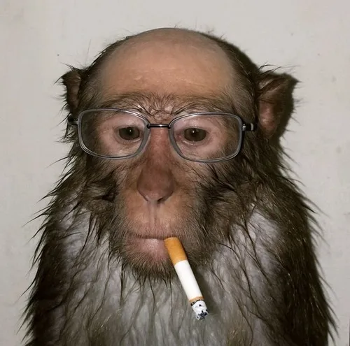 Hình troll khỉ ngáo gợi cảm giác lơ đãng hài rất đời.