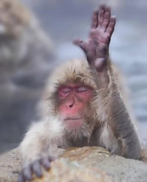 Ảnh meme vui Momo Monkey mô phỏng biểu cảm khó đoán đặc trưng.