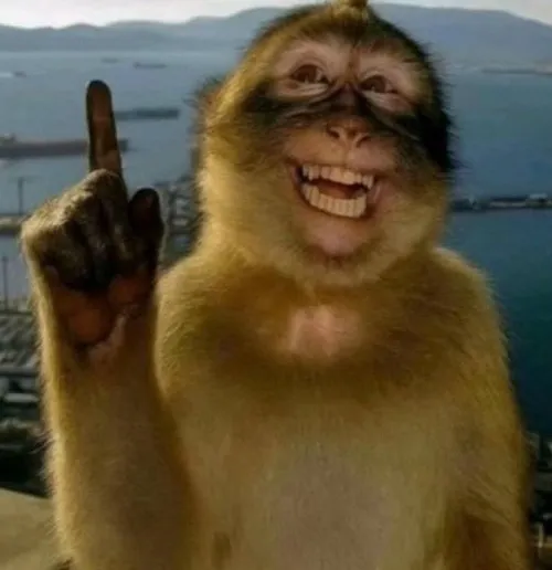 Khoảnh khắc khỉ nhỏ liên hệ dáng ngồi khép nép giữa bất ngờ.