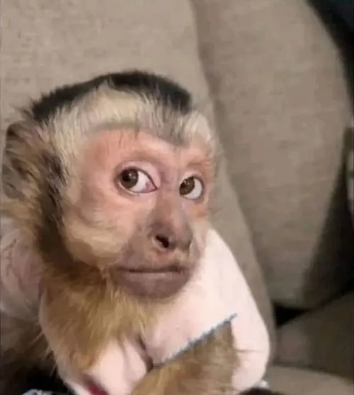 Meme con khỉ tập trung kiểu nhìn lơ láo trước tình huống khó.