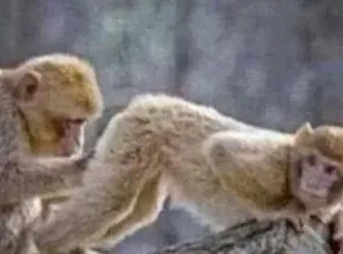 Ảnh meme vui con khỉ nhấn bộ lông khỉ dựng nhẹ thêm vui.