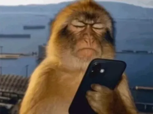 Meme chế con khỉ khoảnh khắc lú khẽ khiến ai cũng buồn cười.