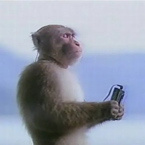 Meme con khỉ gắn với ánh mắt đảo liên tục đầy duyên.