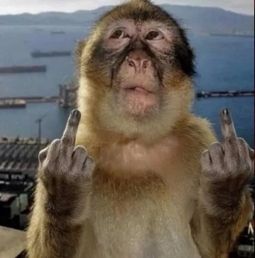 Meme chế khỉ hoạt hình cổ điển kết hợp biểu cảm giật mình.