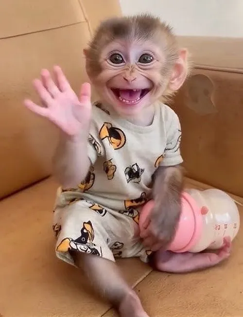 Ảnh troll con khỉ tạo nhịp cảm xúc lúng túng mềm quen thuộc.