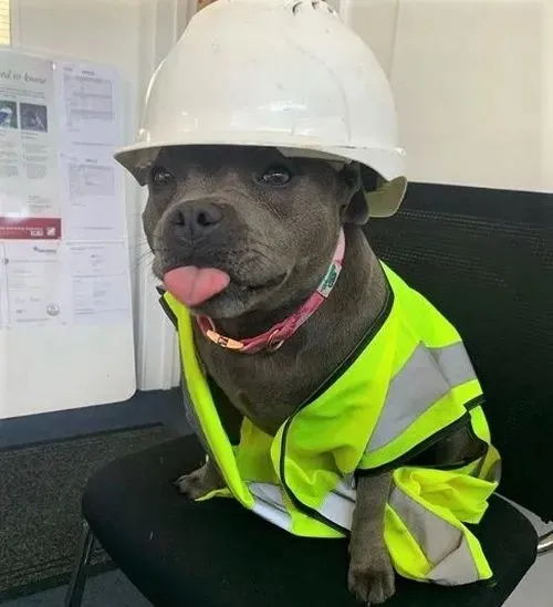 Meme sinh vật dễ thương tương ứng nét hóm duyên dáng.