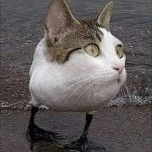 Ảnh troll sinh linh bé xíu mô tả sự nũng nhẹ.