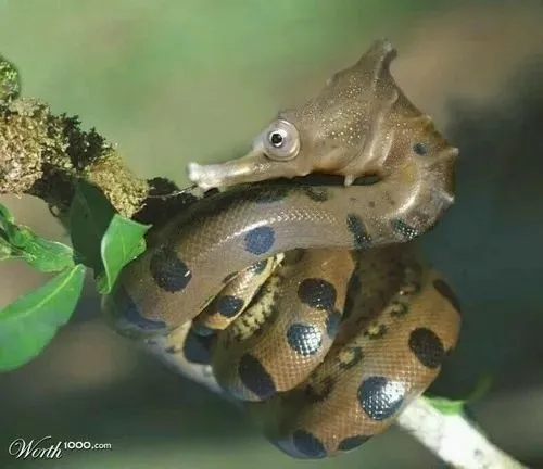 Khỉ con phùng má ghê tởm món ăn lạ.