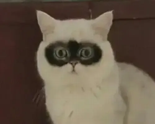 Dân thức khuya thích dùng meme gấu trúc mắt thâm để tự trào mỗi sáng