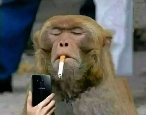 Ảnh chế khỉ con hút thuốc thể hiện biểu cảm gượng gạo trong phút éo le.