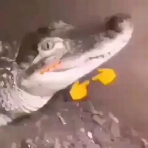 Cá sấu meme dùng cực hợp lúc bị tag vào drama không liên quan