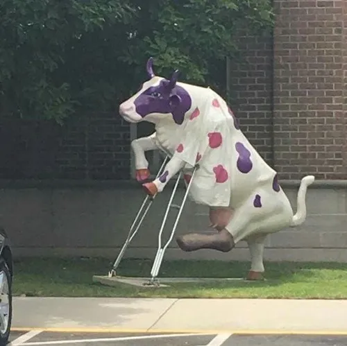 Meme hài bê đen đồng nội lon ton theo đàn bò kéo nhau rất vui.