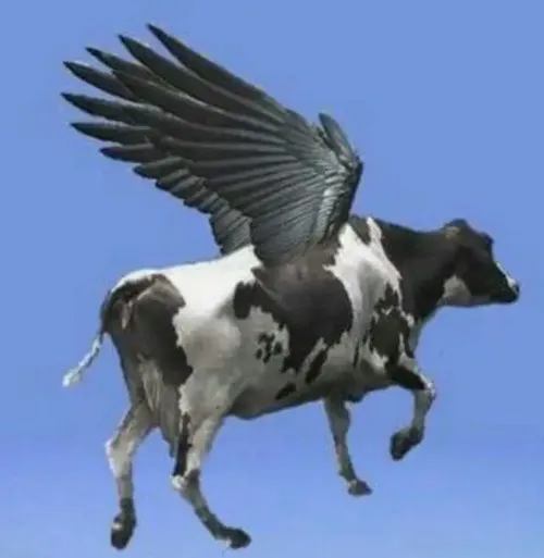 Meme chế con bò sữa thò mõm ẩm sát ống kính làm mặt rộng khó đỡ.