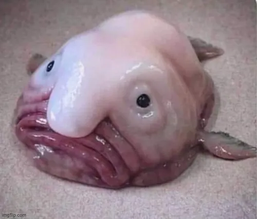 Ảnh vui cá phèn phồng miệng như nghe bí mật động trời.