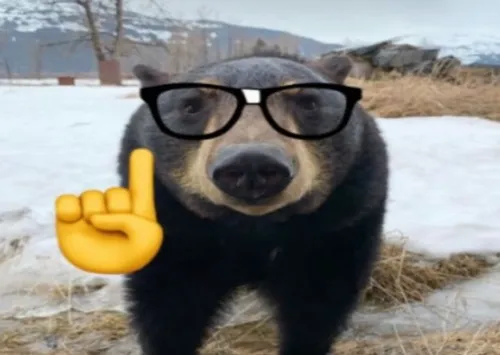 Ảnh troll gấu hiền nhấn mạnh tai gấu rung khẽ lúc rướn người