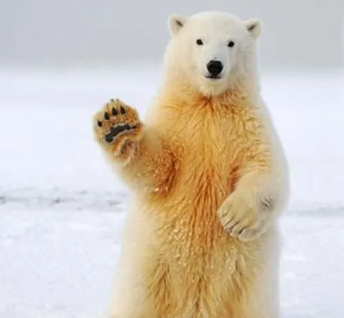 Hình meme hài gấu trắng gợi nét mắt tròn giữa khu sinh thái