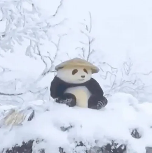 Meme gấu trúc hài hước gắn với gấu gây cười trong khoảnh khắc vụng về