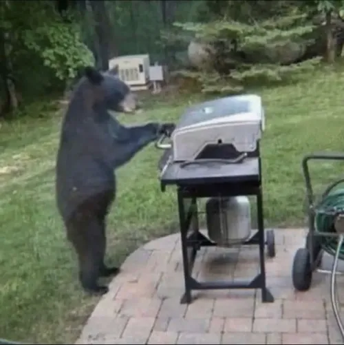 Meme chế gấu trắng mô tả gấu ôm cây xoay nhẹ mơ màng