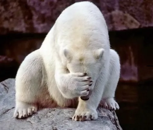 Ảnh troll gấu ú mô tả chân trước đung đưa khi lười biếng