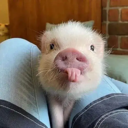 Meme con heo lí lắc dành cho buổi sáng lười biếng cực độ