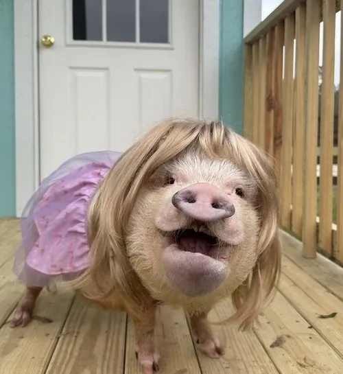 Meme con heo thất vọng, đuôi xoắn rũ xuống buồn hiu.