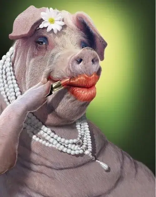 Hình chế meme heo xin lỗi, cúi mõm rất ngoan.