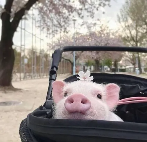 Hình troll lợn hồng thở dài, ụt ịt nghe mệt.