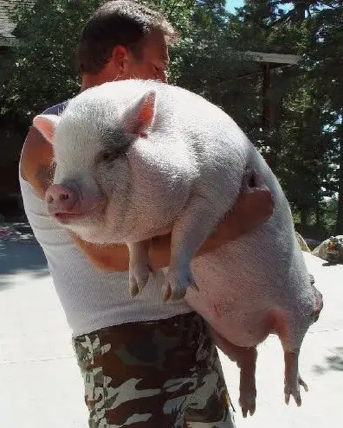 Hình meme hài heo cười chu mỏ, đuôi xoắn rung vui.