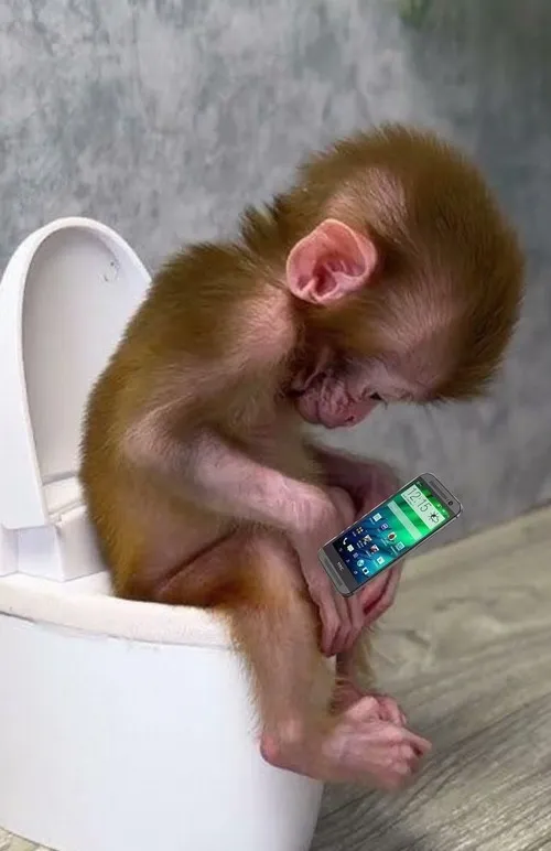 Hình meme hài con khỉ nổi bật miệng mím một cục dễ thương.