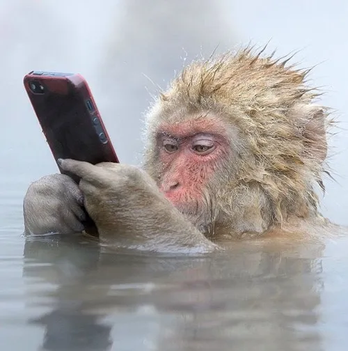 Ảnh hài khỉ con nhấn mạnh phản ứng bất ngờ khiến đứng hình.