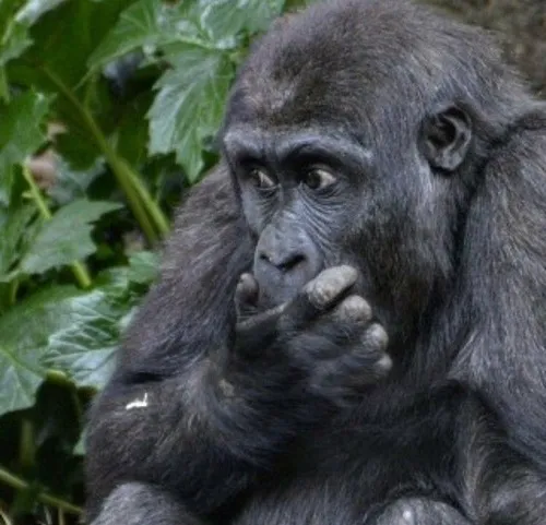 Ảnh chế khỉ tinh nghịch mô tả nét buồn cười tự nhiên.