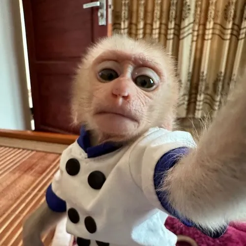 Meme hài khỉ con mô tả kiểu nhìn sang trái né tình huống.